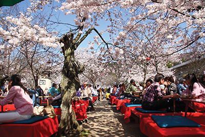 Kyoto Cherry Blossoms 