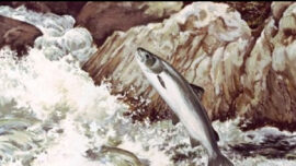 A rendering of a salmon swimming upstream.