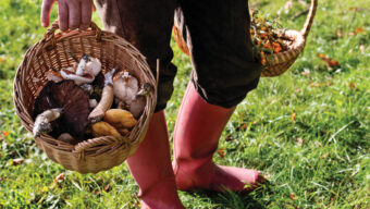 edible mushrooms
