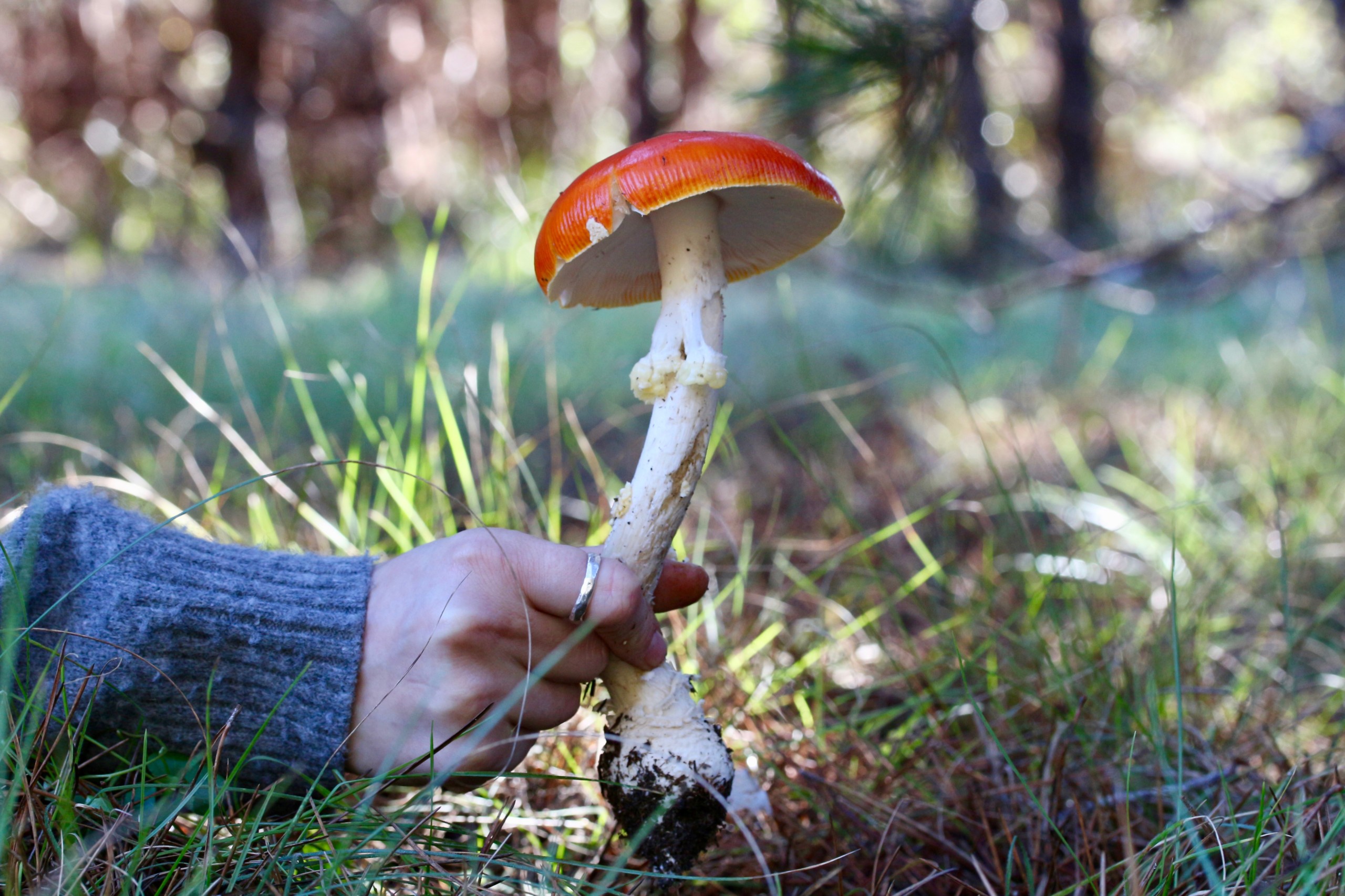Mushroom Dehydrators - Bay Area Mycological Society