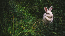 The Origins of Easter and Where to Celebrate This Year, Marin Magazine, Easter Bunny