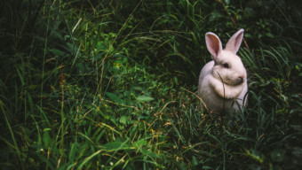 The Origins of Easter and Where to Celebrate This Year, Marin Magazine, Easter Bunny