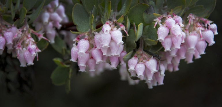 Marin Wildflowers