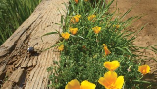 Flowers to Look Out for on Your Next Marin Hike: Our Guide to Local Wildflowers