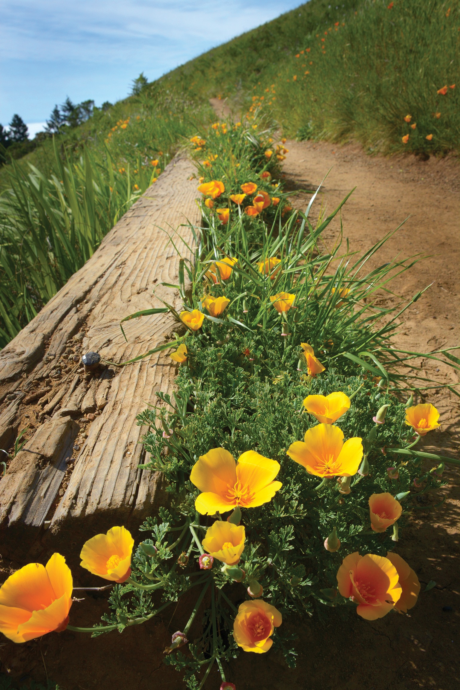 Download Flowers To Look Out For On Your Next Marin Hike Our Guide To Local Wildflowers Marin Magazine