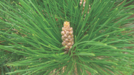 pine species