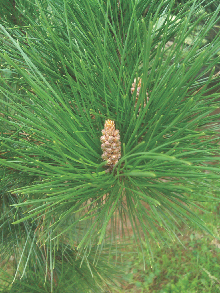 pine species
