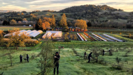 Meet the Farmer: Peter Buckley and Crew at Front Porch Farm, Marin Magazine