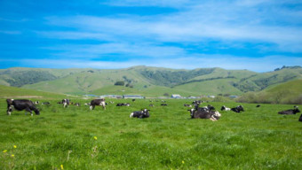 Meet the Cheesemaker: Rick Lafranchi of LaFranchi Ranch, Marin Magazine, Nicasio Valley Cheese Co., Herd