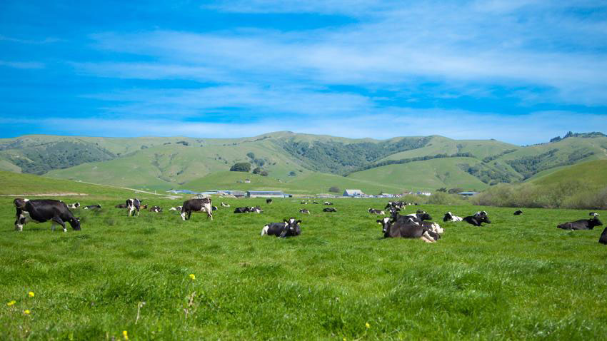 Meet the Cheesemaker: Rick Lafranchi of LaFranchi Ranch, Marin Magazine, Nicasio Valley Cheese Co., Herd
