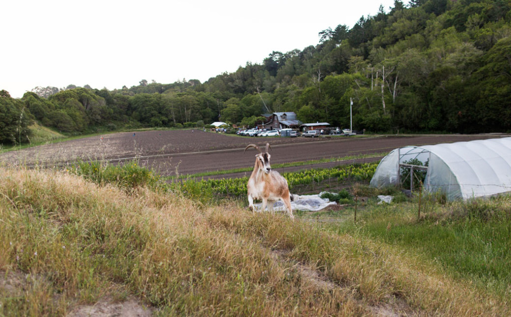 Meet the Farmer: Sierra and Blake Miller, Paradise Valley Produce, Marin Magazine, Point Reyes