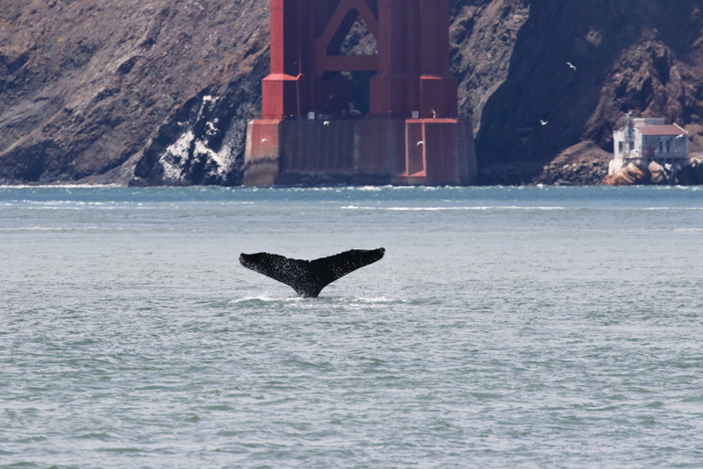 Marin Mammal center looks to save the whales like this humpback whales seen by the Golden Gate Bridge