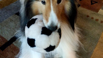 Jethro sheltie