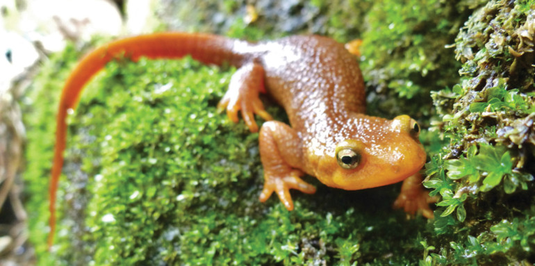 California newts are a species of special concern.