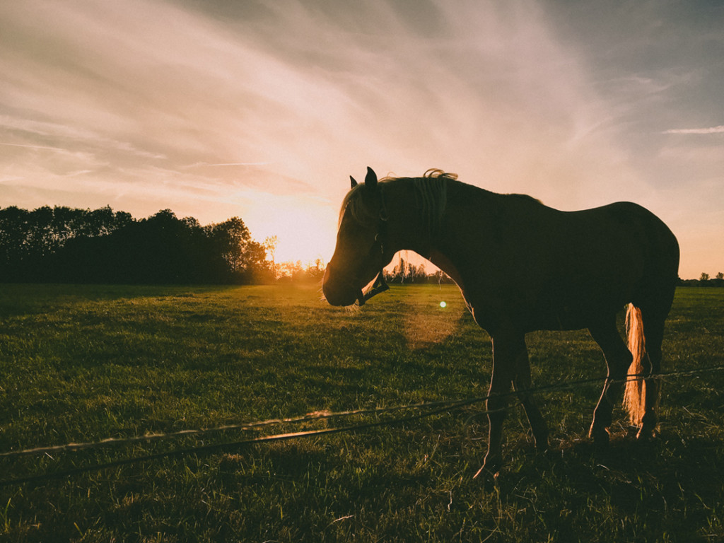 Dawn Horse Sonoma