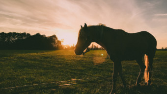 Dawn Horse Sonoma