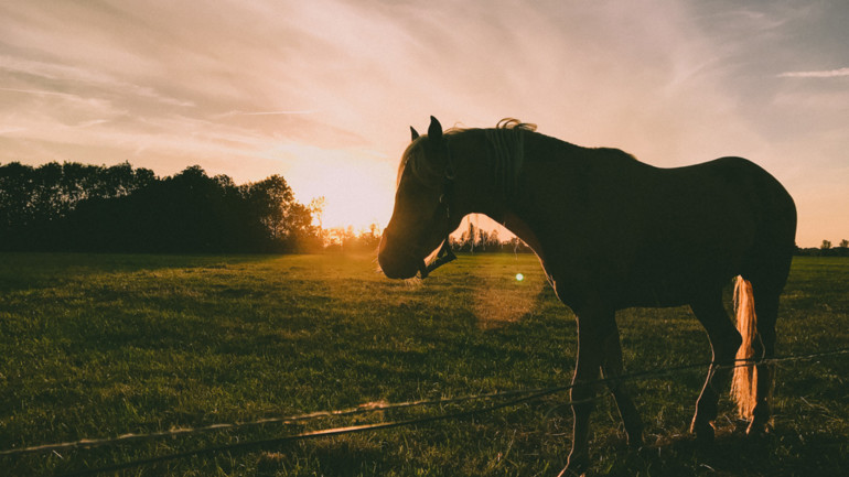 Dawn Horse Sonoma