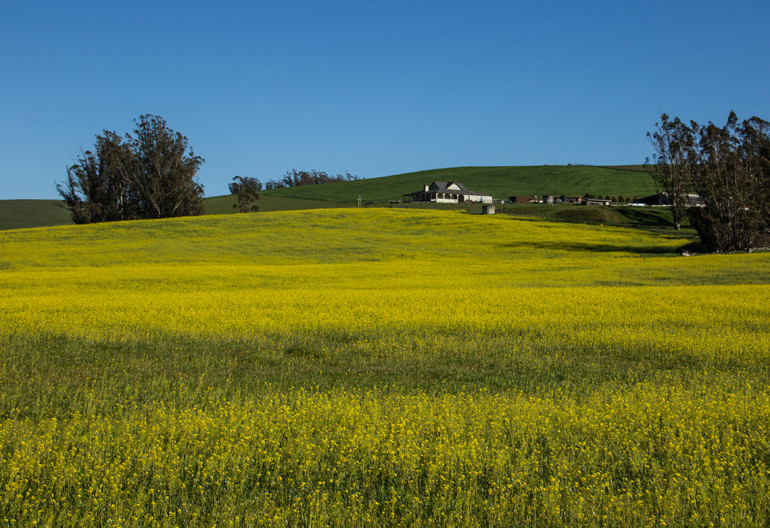 Mustard field