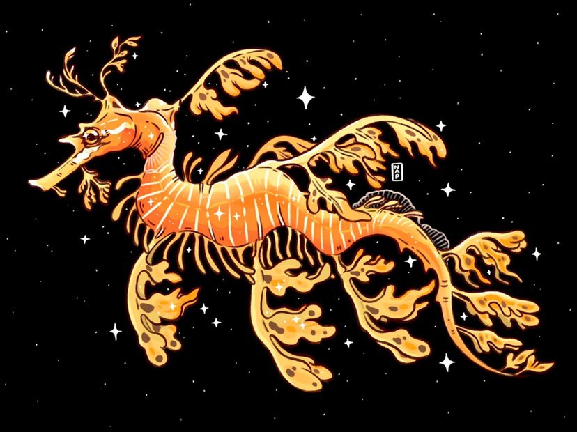 Sea Dragon illustration
