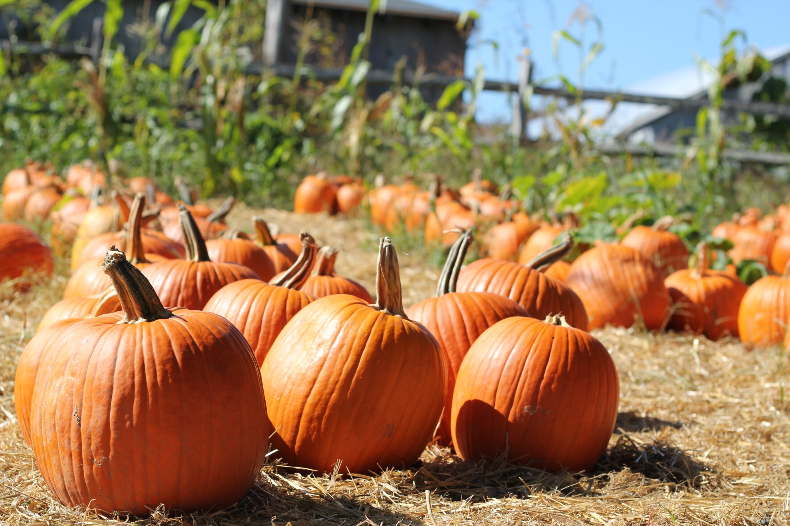 Not Your Basic Guide to All Things Pumpkin Marin Magazine Not Your Basic Guide to All Things Pumpkin Marin Magazine