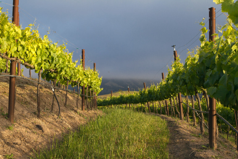Santa Ynez Valley Winery