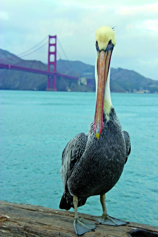 Brown pelican in front of Golden Gate Bridge. Close-up of pelican with water and suspension bridge in the background.