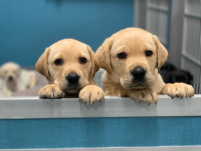 guide dogs for blind 
