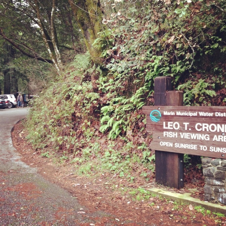 Leo T Cronin Fish Viewing Area at Samuel P. Taylor State Park