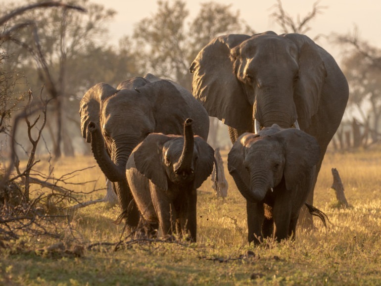 elephants safari 