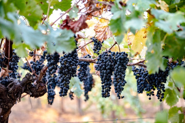 grapes harvest season