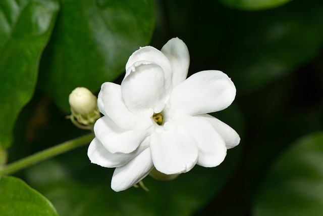 jasmine sambac 