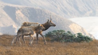 Welcome in the New Year by Getting Outside: Explore the Wildlife of West Marin