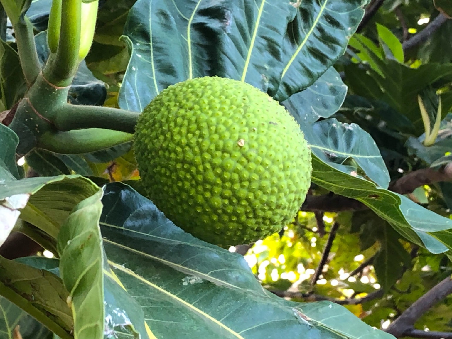 Kipuka Olowalu breadfruit