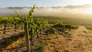Explore the SLO Coast: Sample Wine and Food in the Newest AVA in the Country