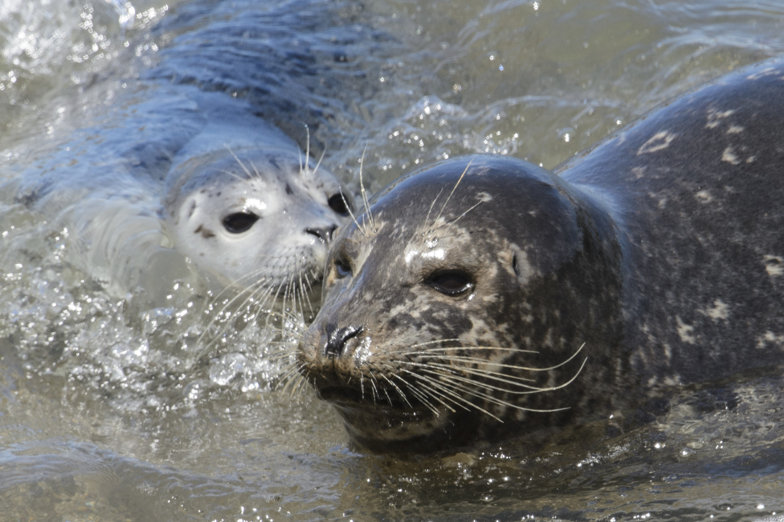 Seals Monterey