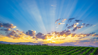 Forward-Thinking California Winemakers Creating Change Through Innovation and Sustainability