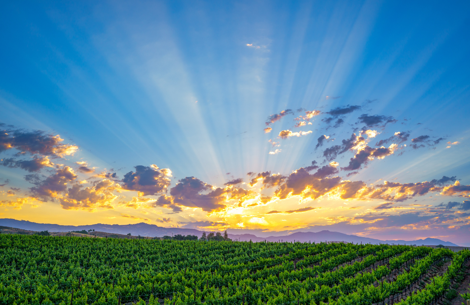 California's New Generation of Female Winemakers Is Changing How