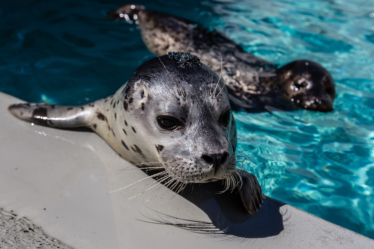 Harbor Seal Pups Marine Mammal Center