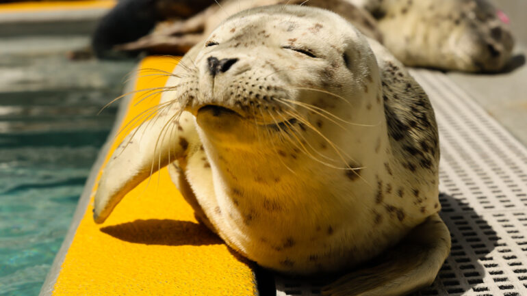 Harbor Seal Pups Marine Mammal Center