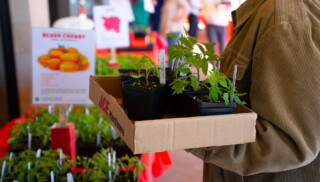 Gardener holds a box of tomato starts at the UC Marin Annual Tomato Market.