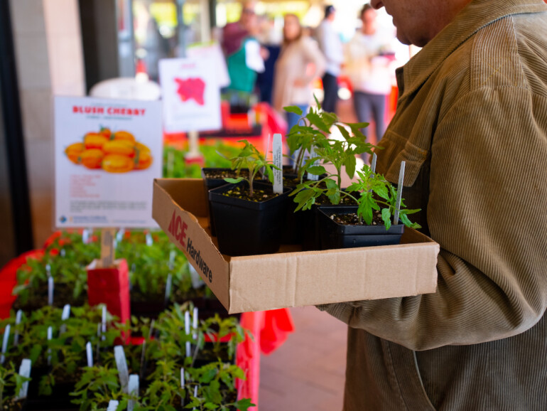 Gardener holds a box of tomato starts at the UC Marin Annual Tomato Market.