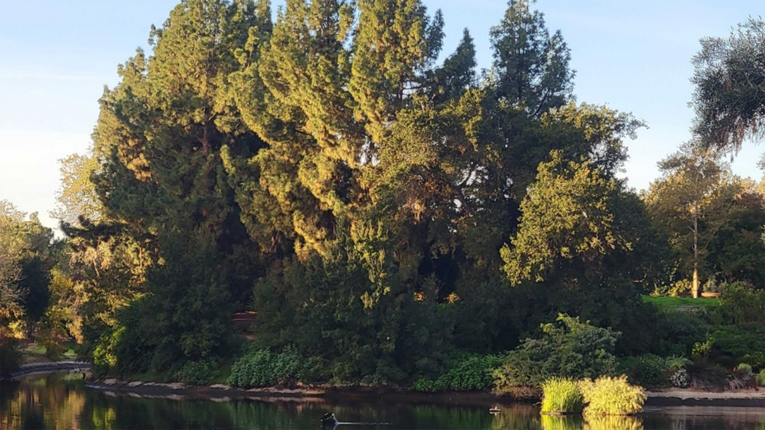 UC Davis Public Arboretum