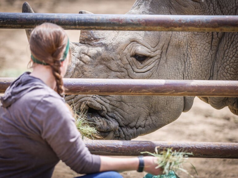 African Safari Adventure in Sonoma