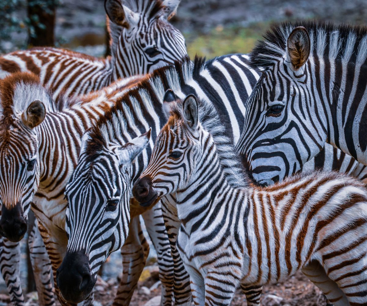 Zebras at African Safari Adventure in Sonoma
