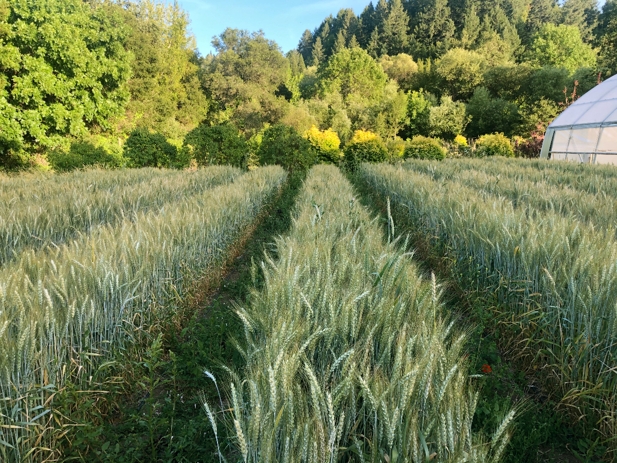 Ancient Grains, Hourani wheat field