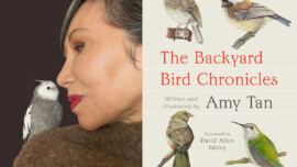Amy Tan Backyard Bird Chronicles