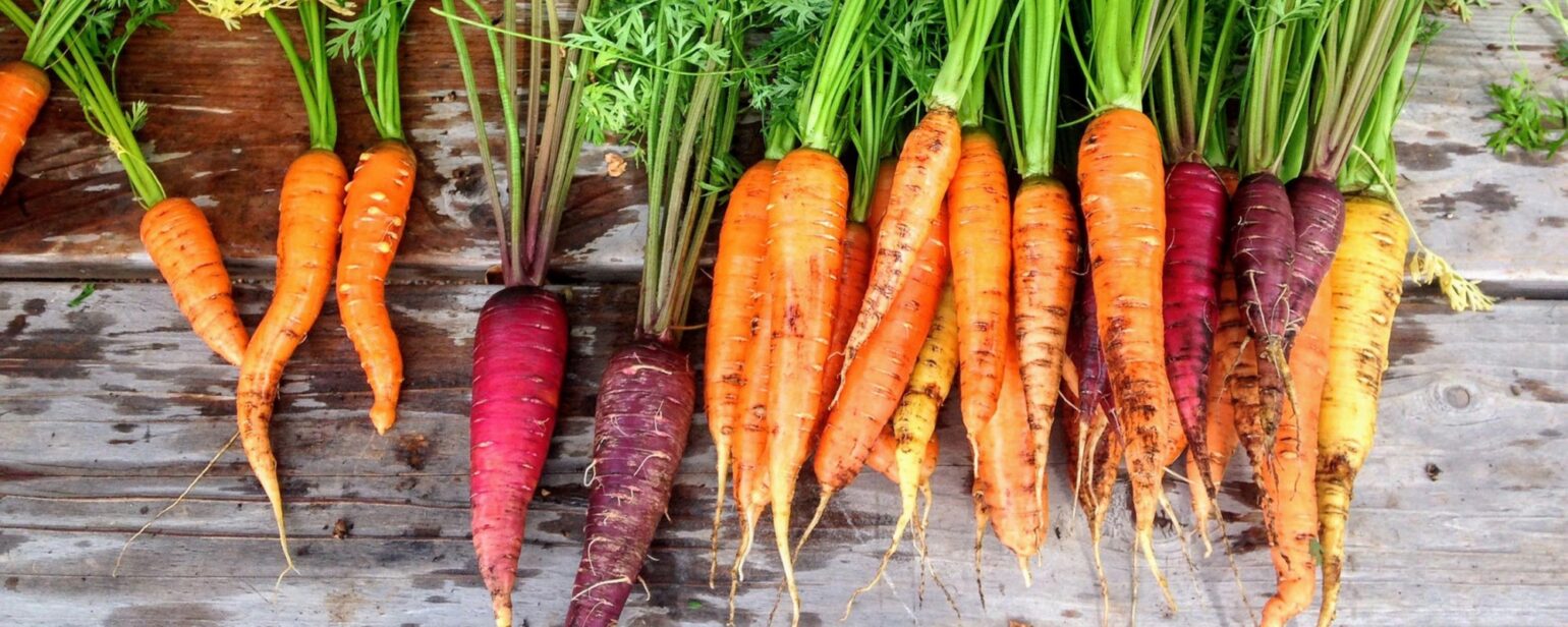 A row of multi colored carrots.