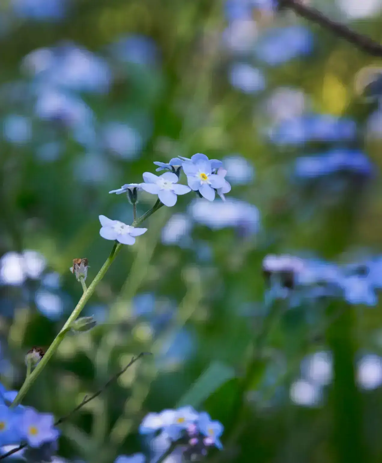 Forget Me Nots Wildflower