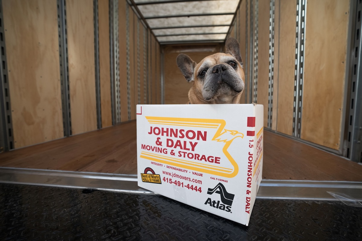 Bulldog sits behind a box with title "Johnson and Daly Moving and Storage" for the best moving company in Marin County