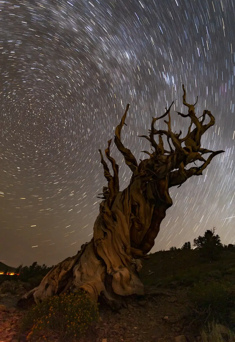 Bristlecone Pine tree against star trails in night sky, photographed by Jay Tamang
